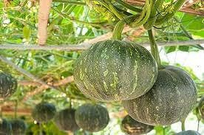 BDSresolve large pumpkin seeds pack of 19 Seed(19 per packet)