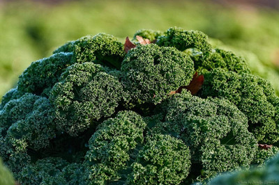 WILLVINE MEH -III Giant Dinosaur Kale Bush Cabbage Curly Scotch [2.5g] Seed(750 per packet)
