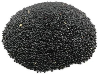 Qualtivate LX-587 Spinach Red (Amaranthus) Lal Saag Cheera Seed(500 per packet)