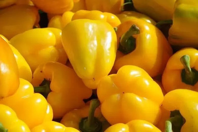 Aro Yellow Capsicum, Capsicum, Bell Pepper Seed(42 per packet)