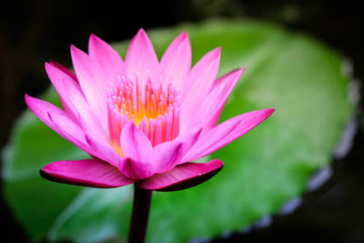 KRITHARTH lotus,kamal gatta Seed(11 per packet)