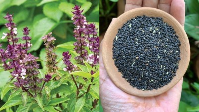 Garg Agri Basil, Sabja Seeds, Tukmaria, Ocimum basilicum, Bapji Seeds, Falooda seeds Seed(50 g)