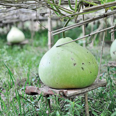 UGRA Round Bottle Gourd, Ghiya Seed(400 per packet)