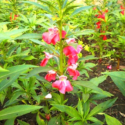 Aywal IMPATIENS WALLERIANA-CHINESE BALSAM-PLANT Seed(40 per packet)