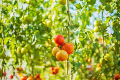 Pensare tomato Seed(125 per packet)