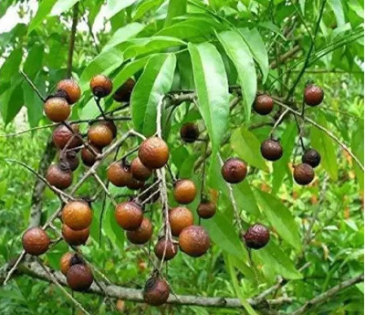 wequality Indonesian rudraksha seeds/real rudraksha seeds/big rudraksha seeds Seed(16 per packet)