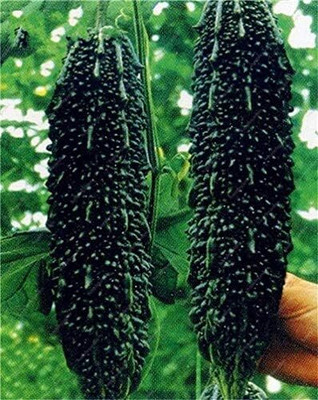 Qualtivate ICRA6-A Black Bitter Gourd Melon Seeds Seed(50 per packet)