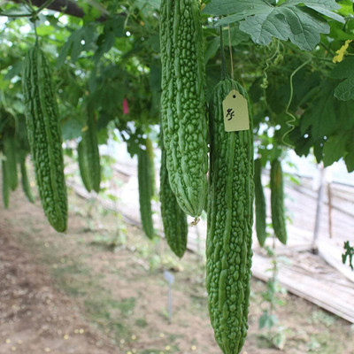 KNESSiN Bitter Gourd Seed(400 per packet)