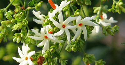 wequality shiuli flower seeds Seed(45 per packet)