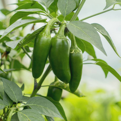 BDSresolve Bullet chilli seeds, chlli seeds pack of 25 Seed(25 per packet)