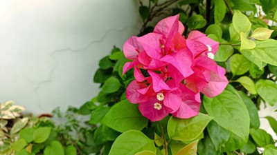 ErTh kanakambaram-firecracker-crossandra Seed(37 per packet)