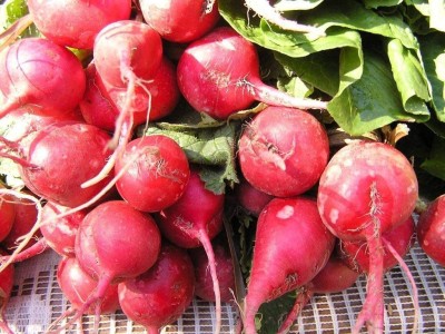 VibeX XLR-6 - Radish Scarlet Globe - (750 Seeds) Seed(750 per packet)