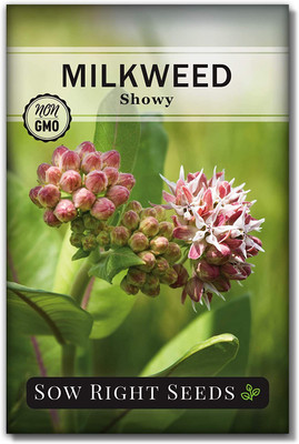 WILLVINE ™ Showy Milkweed Seeds-2000 SEEDS Seed(2000 per packet)