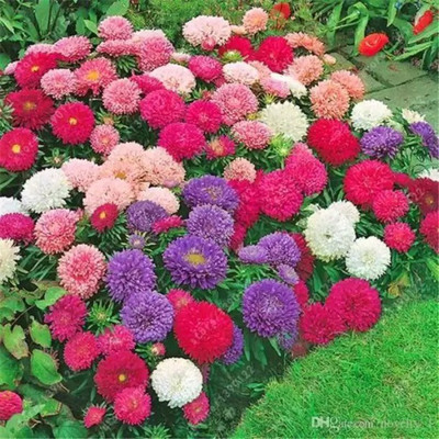 Aro Aster princes Seed(10 per packet)
