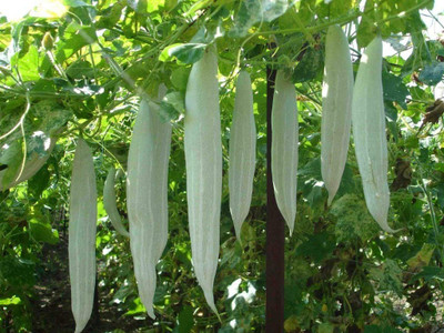 MKR Enterprises Snake Gourd Seed(60 per packet)