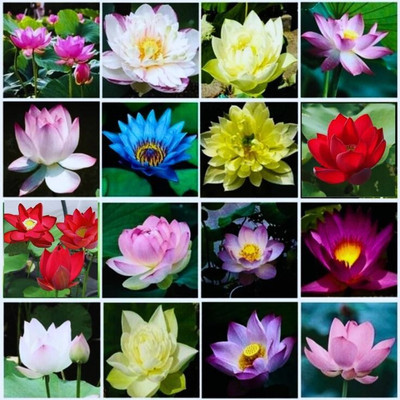usdeepar retail colourful Lotus seed Seed(15 per packet)