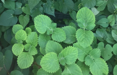 Quentova Cuban Oregano Herb-AHS-5W Seed(300 per packet)