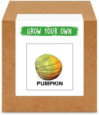 CYBEXIS Kaddu/Pumpkin100 Seeds Seed(100 per packet)