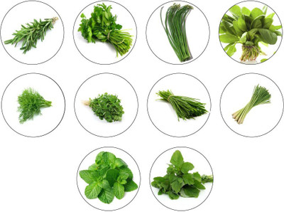 CYBEXIS Hybrid Vegetable Seeds Combo Set of 10 Seed(10 g)