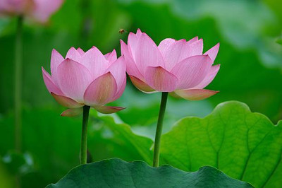 KOO Retails lotus,kamal gatta Seed(14 per packet)