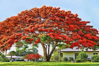 PSAgroinput Gulmohar Seeds/Ornamental tree seed/Avenue Tree seed/Delonix regia seed Seed(196 per packet)
