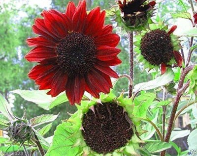 Qualtivate PUA-4A RED Sunflowers (Helianthus annuus) Seed(200 per packet)