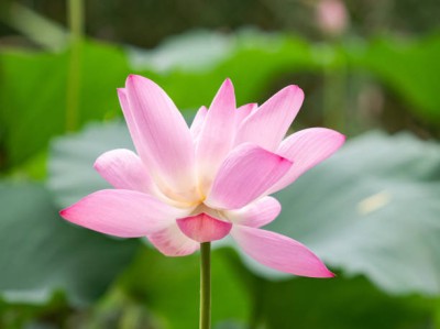 OMAZE lotus,kamal gatta Seed(10 per packet)