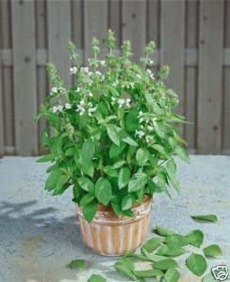 VibeX VVI-4 - Lemon Basil - (13500 Seeds) Seed(13500 per packet)