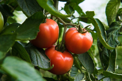 Naturebooti tomato Seed(120 per packet)