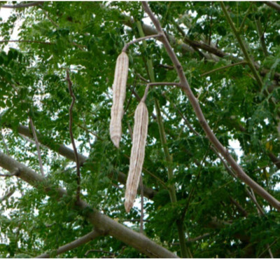 CYBEXIS NBIR-25 - Moringa Oleifera - (1350 Seeds) Seed(1350 per packet)
