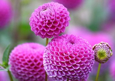 CYBEXIS XLR-6 - Dahlia Pompon Mix - (60 Seeds) Seed(60 per packet)