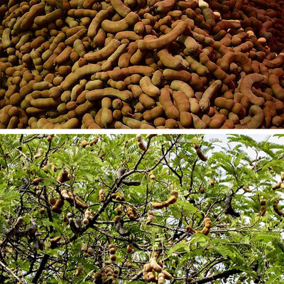 KANAYA IMLI Seed(2 per packet)