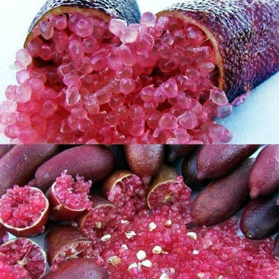 KNESSiN Sweet Mini Lemon[50 Seeds] Seed(50 per packet)