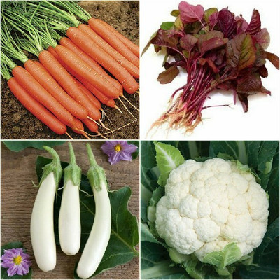 SimXotic Carrot Orange, Amaranthus Red Cholai, Brinjal White Long & Cauliflower Seed(4 per packet)
