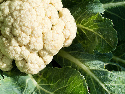 Kishori Creation white cauliflower,gobhee seeds Seed(10 per packet)