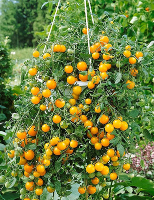WILLVINE Tomato Seed(1500 per packet)