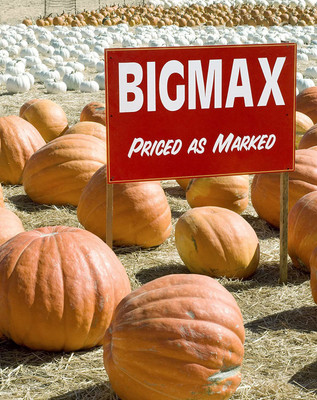 VibeX ® RXI-322 Big Max Pumpkin Seeds Seed(50 per packet)