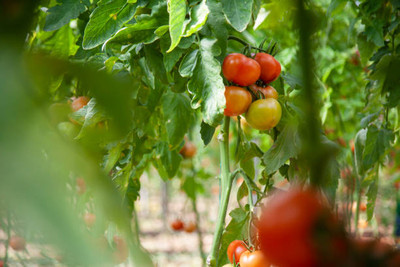 Kingdom tomato Seed(130 per packet)