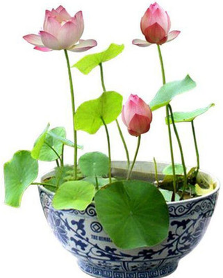 CRGO LOTUS , KAMAL Seed(10 per packet)