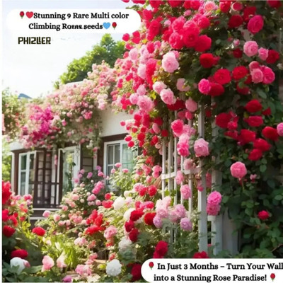 phizller Flower Seed(50 per packet)