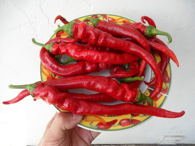 KNESSiN Non GMO Hot Doux des Landes Pepper Seeds for Terrace Gardening-(2400 Seeds) Seed(2400 per packet)