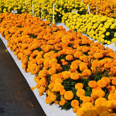 Quentova African गेंदे का फूल/Marigold Flower Orange-RXI-4R Seed(100 per packet)