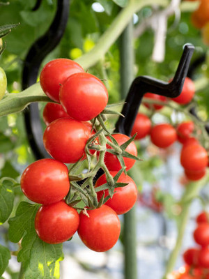 PLANTBEES tomato Seed(120 per packet)