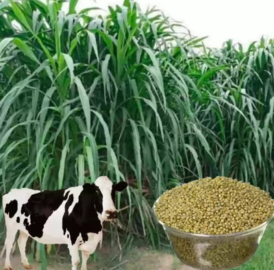 seedito Super Napier Multicut Bajra Hybrid Grass Seeds for Feeding Animals Seed(540 per packet)