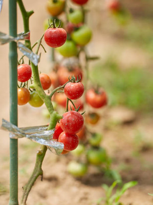 Mirch tomato Seed(145 per packet)