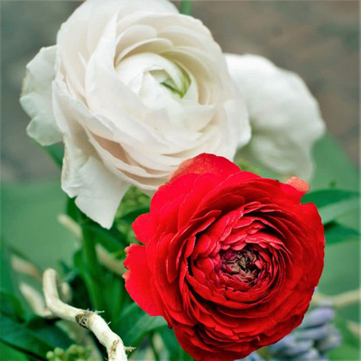 Aywal Ranunculus Flower Bulbs Mix Colour Seed(1 per packet)