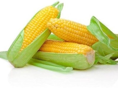 Infiniteseeds Makka (Corn): A Nutritious and Versatile Crop for Your Garden Seed(50 per packet)