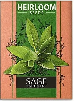 Biosnyg Broad Leaf Sage[500 Seeds] Seed(500 per packet)