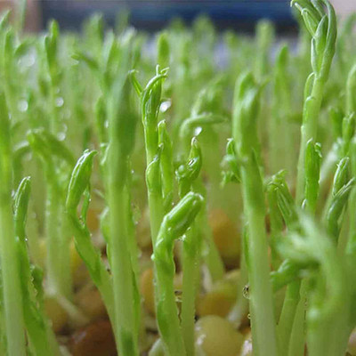 CYBEXIS Planting Vegetable Watercress Seeds700 Seeds Seed(700 per packet)