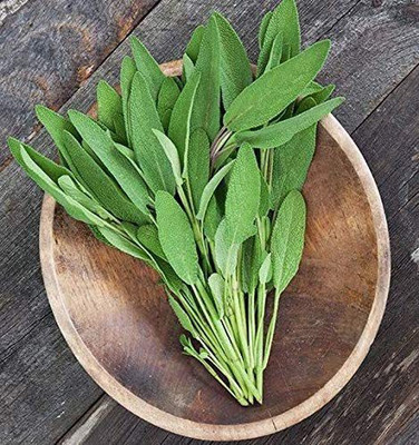 VibeX HUA-48 - Broadleaf Sage Herb - (150 Seeds) Seed(150 per packet)